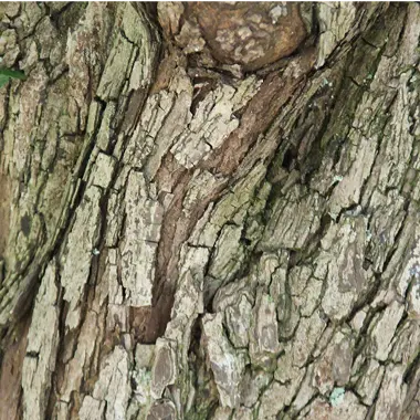 Bark