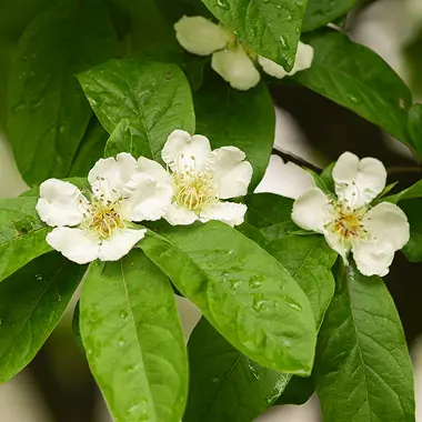 Flowers & fruit