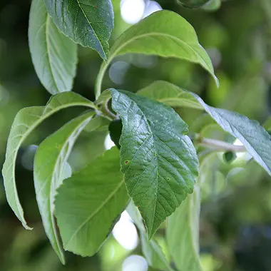 Leaves
