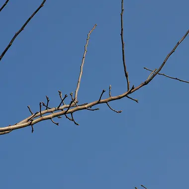 Stems