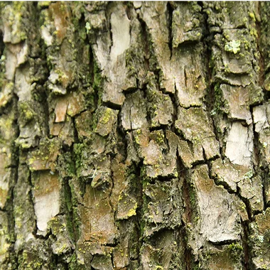 Bark